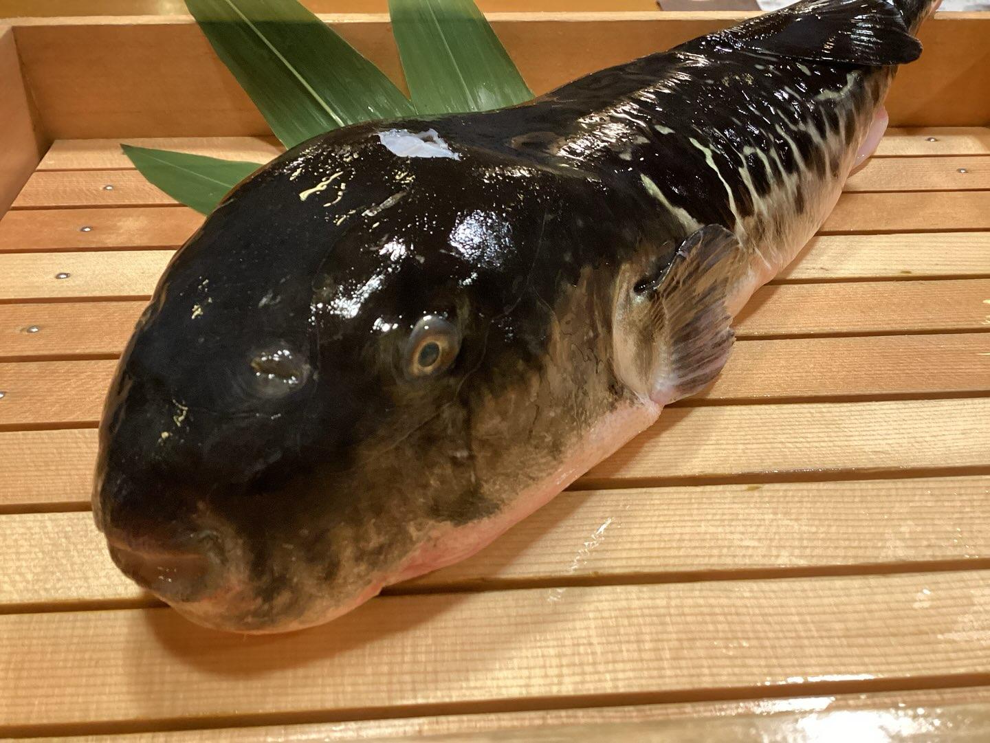 【旨味満点・特大の夏ふぐ】