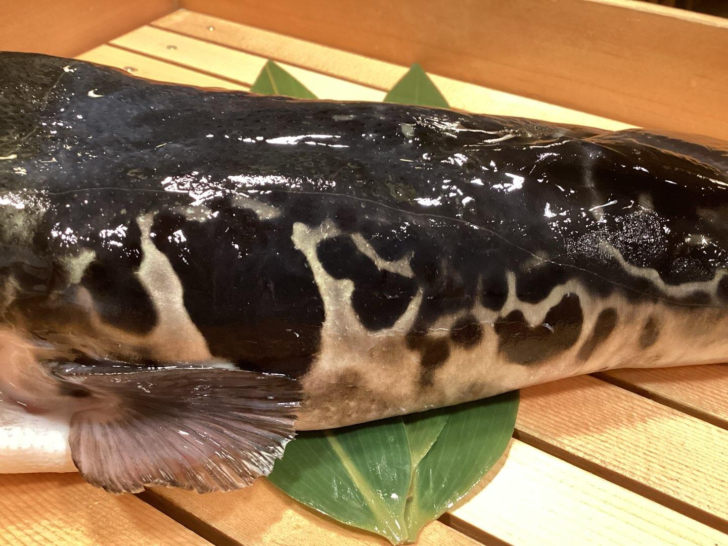 【艶よし・模様くっきり“とら”ふぐ】