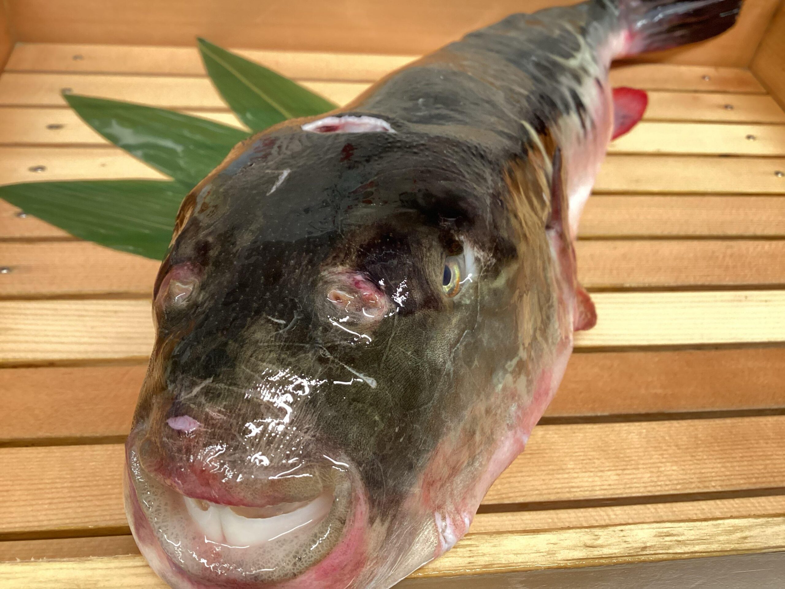 【特大夏ふぐ入荷!】