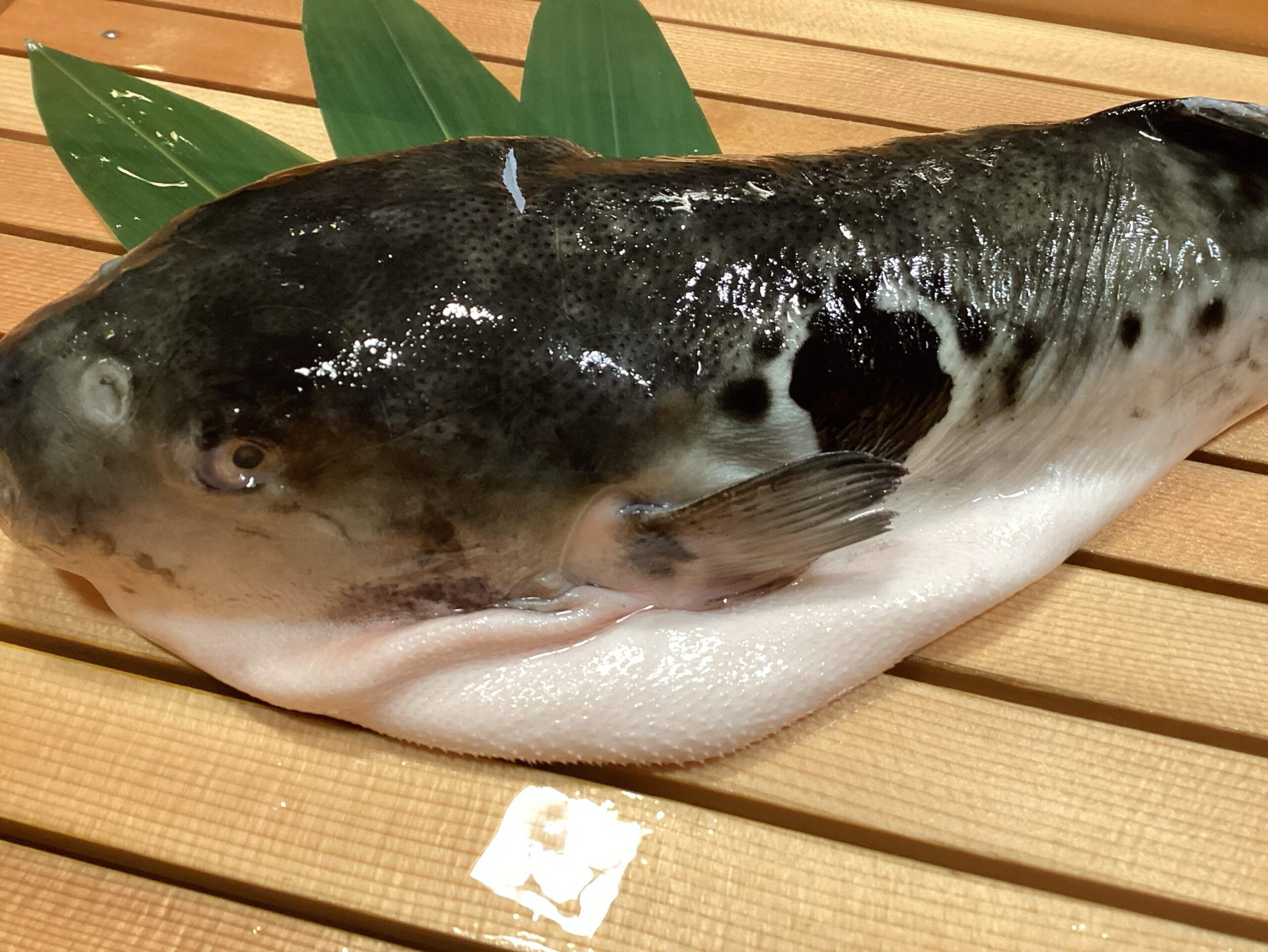【ふぐ毒はどこから?】