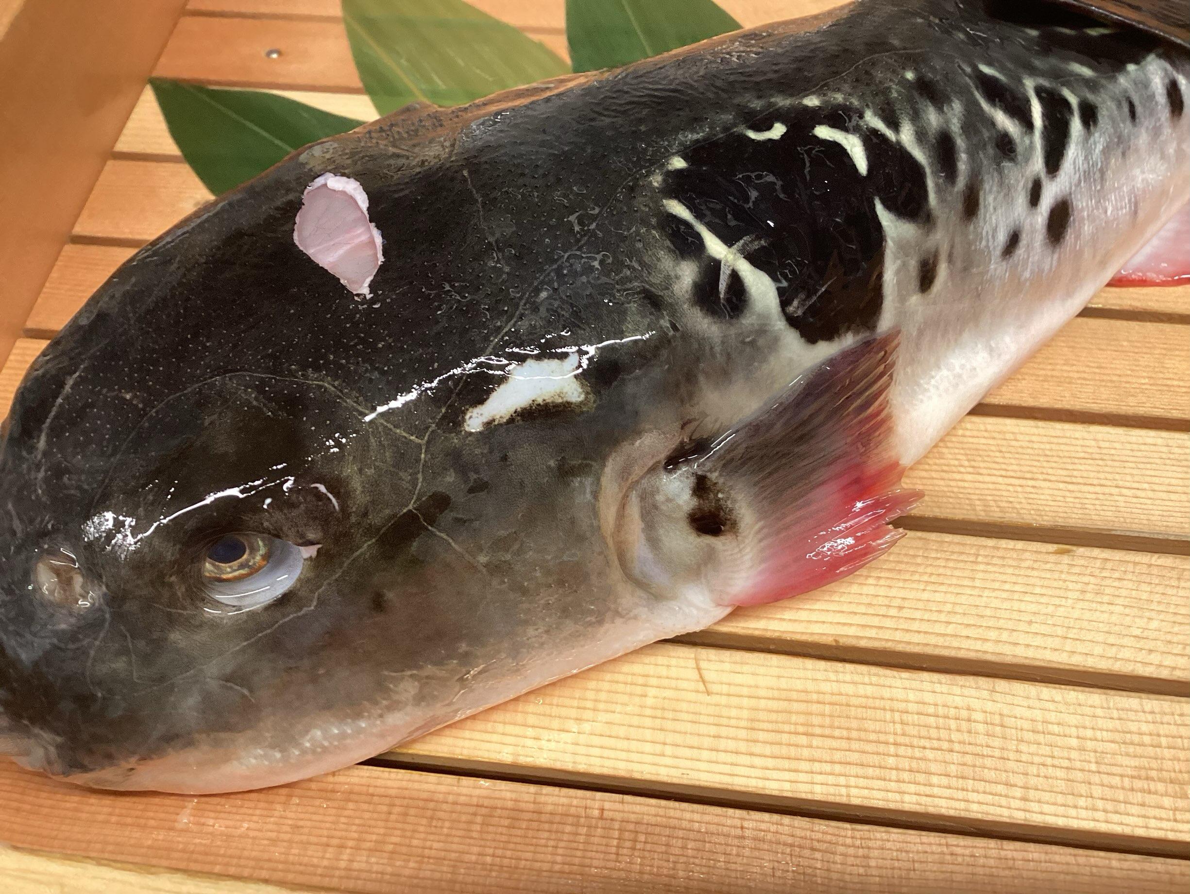 【本日限定】