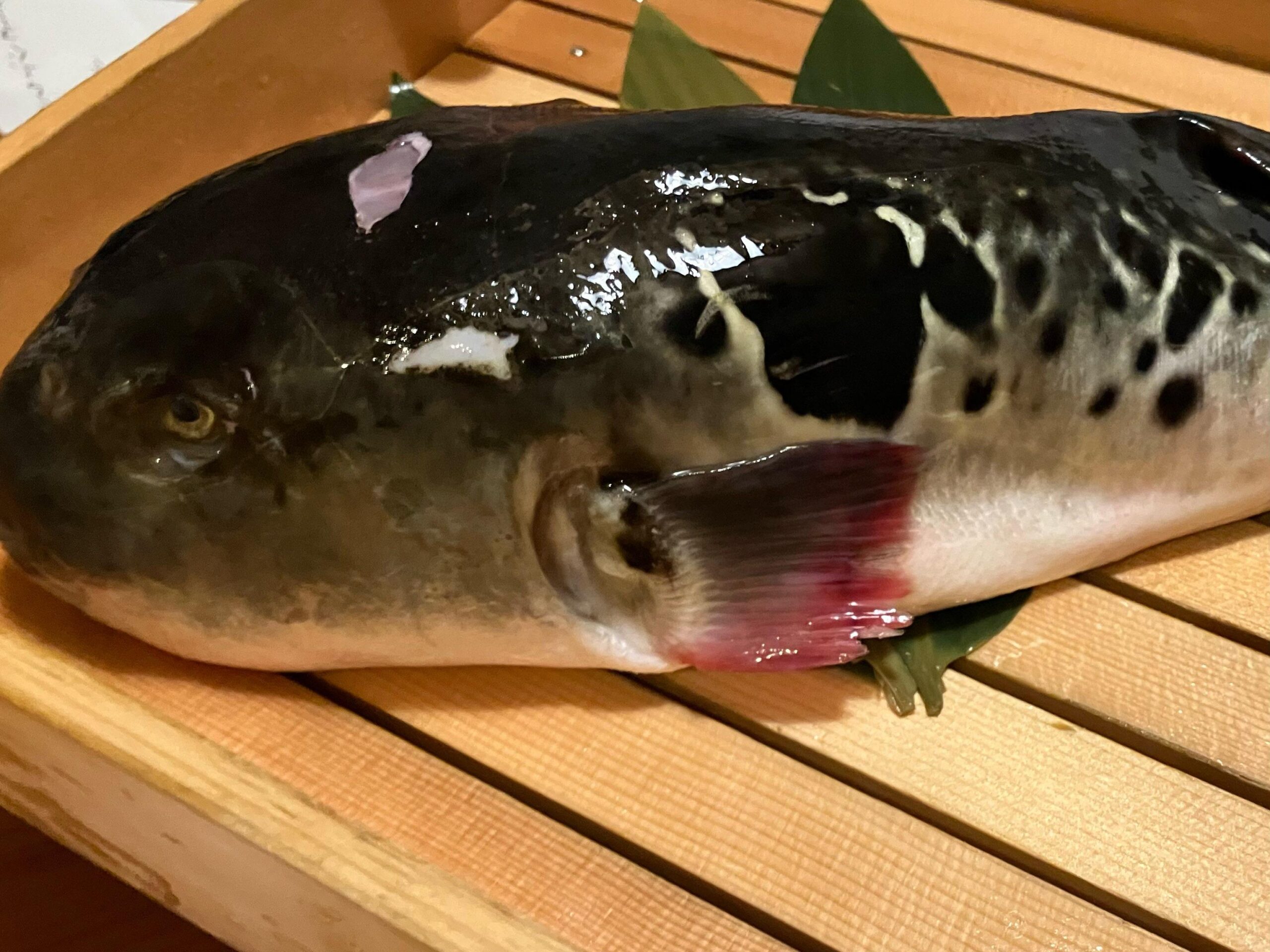 【ふぐの毒②】