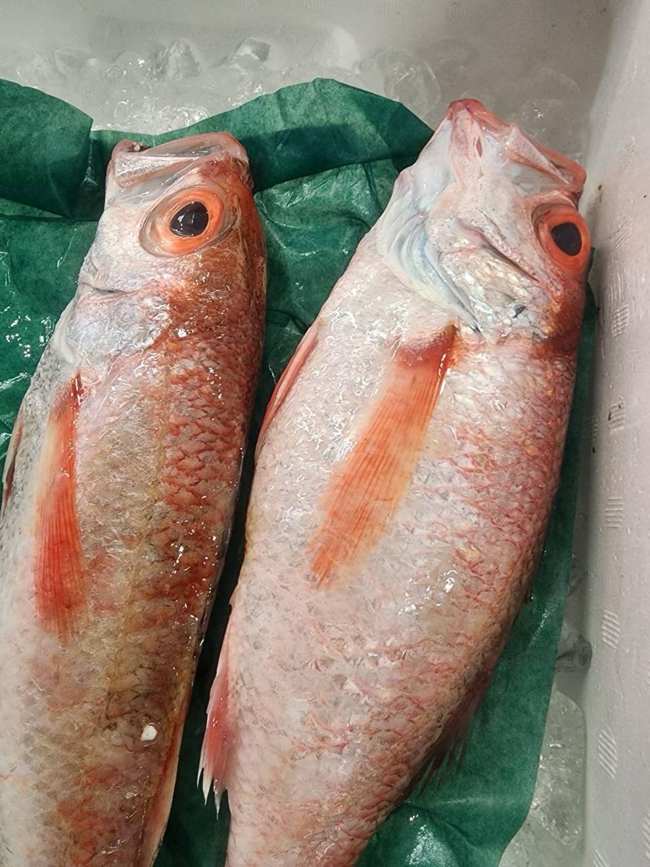 【銀座×海鮮】