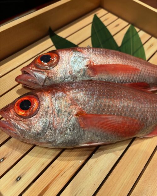 新鮮な対馬産『紅瞳』を堪能！銀座で楽しむ贅沢のどぐろしゃぶしゃぶ