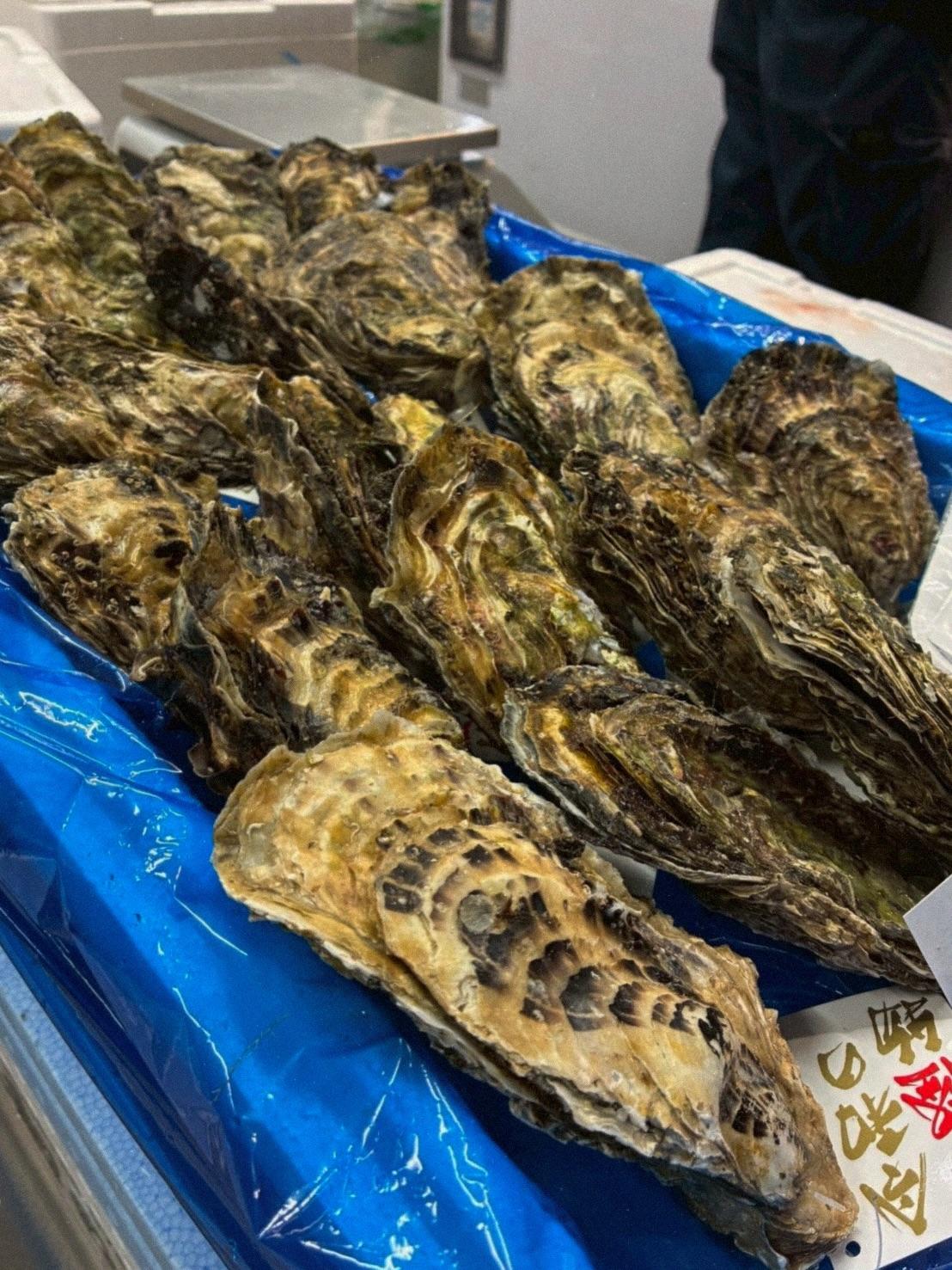 【岩手県大船渡産 令和の怪物(牡蠣) 】入りました!