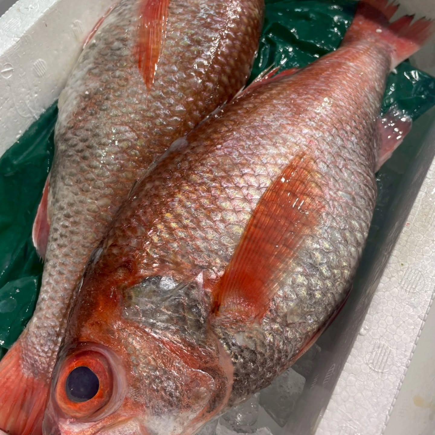 のどぐろの中俣築地です！