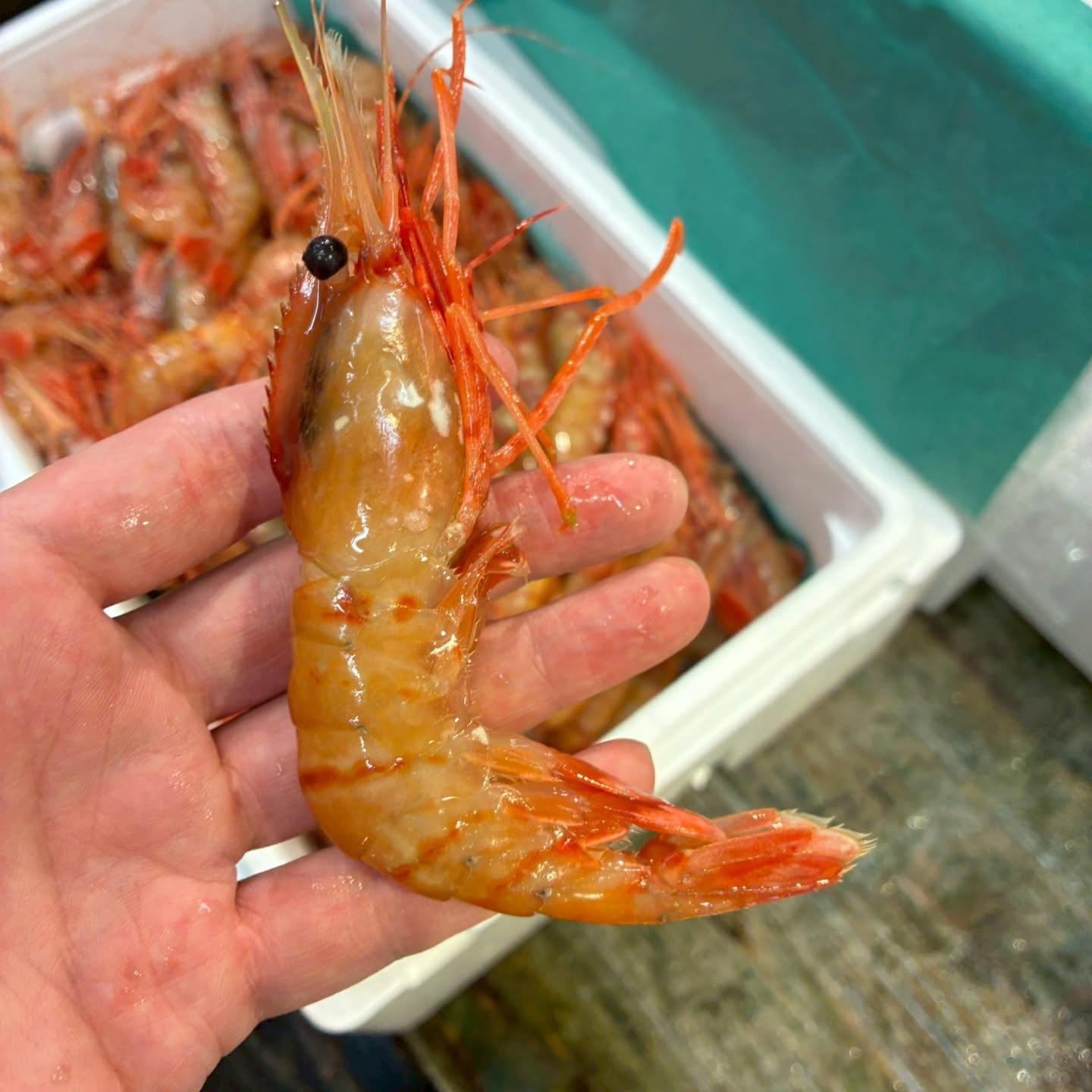 のどぐろの中俣築地です！