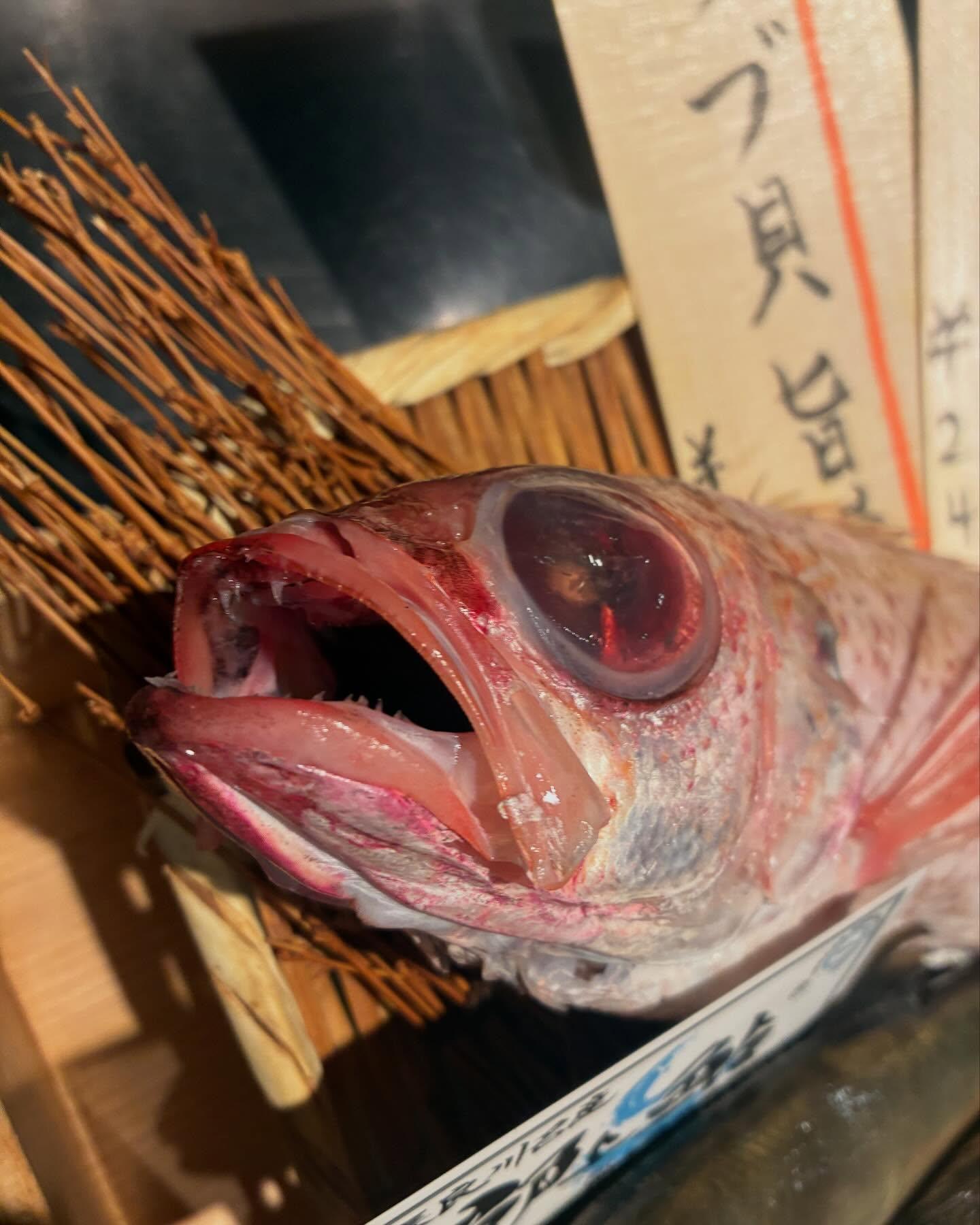 のどぐろの中俣　築地です！