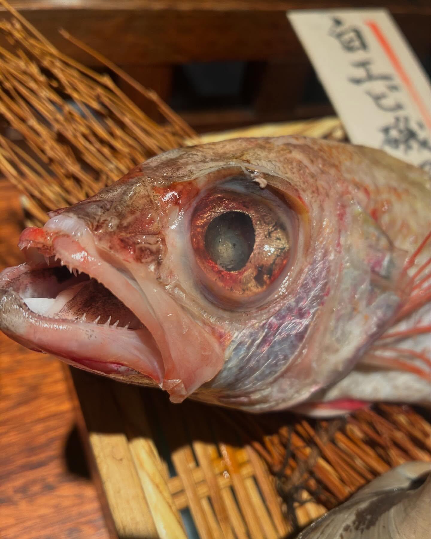 のどぐろの中俣　築地です！