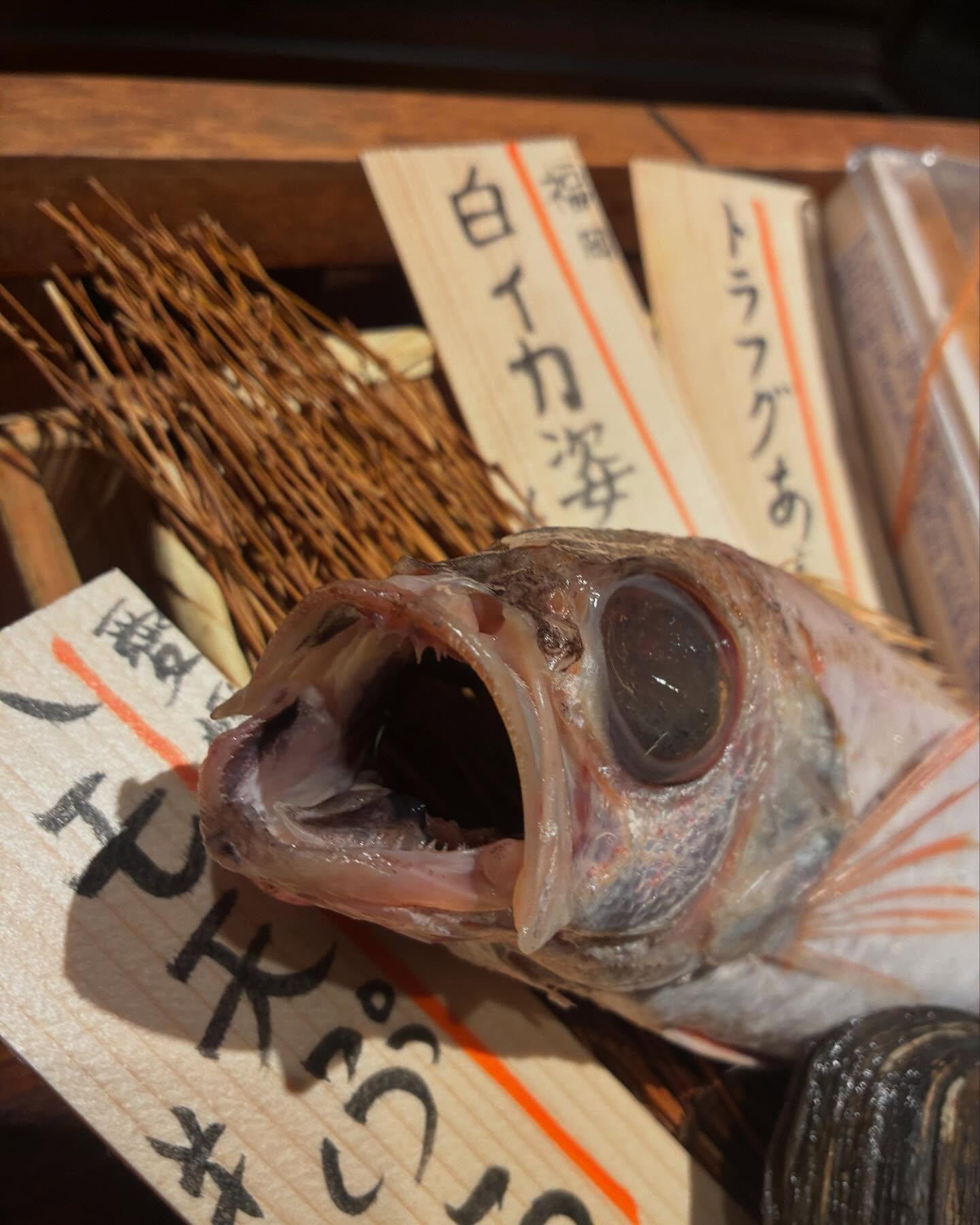 のどぐろの中俣　築地です！