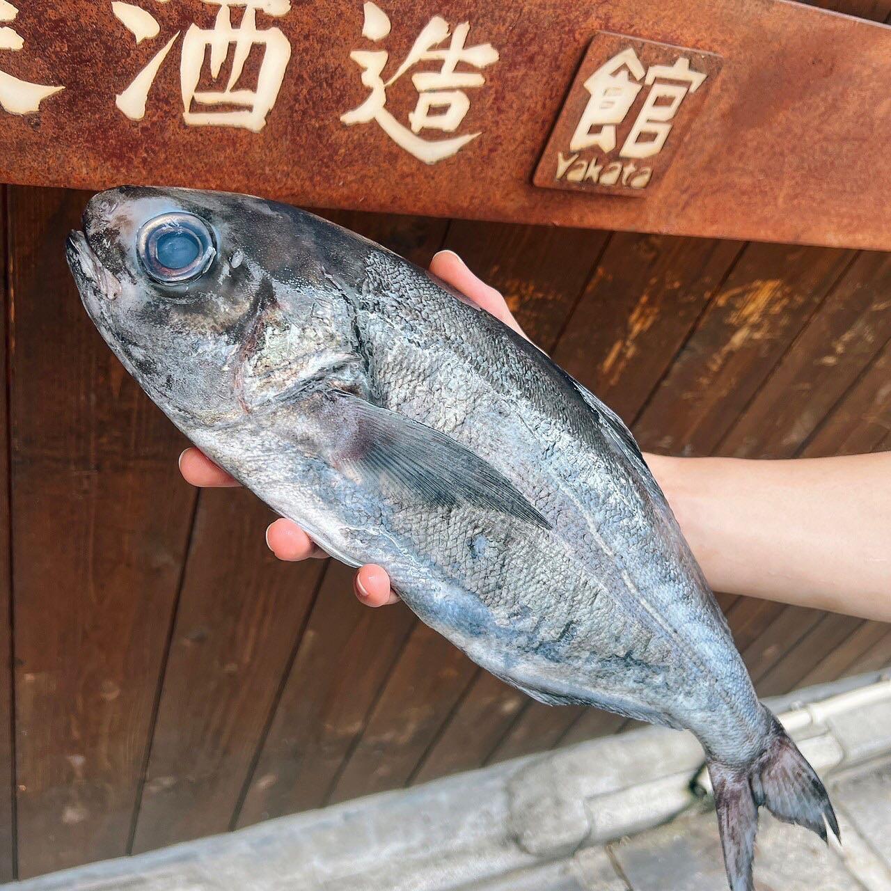 Kinmedai Alfonsino Fish from Toyosu Market